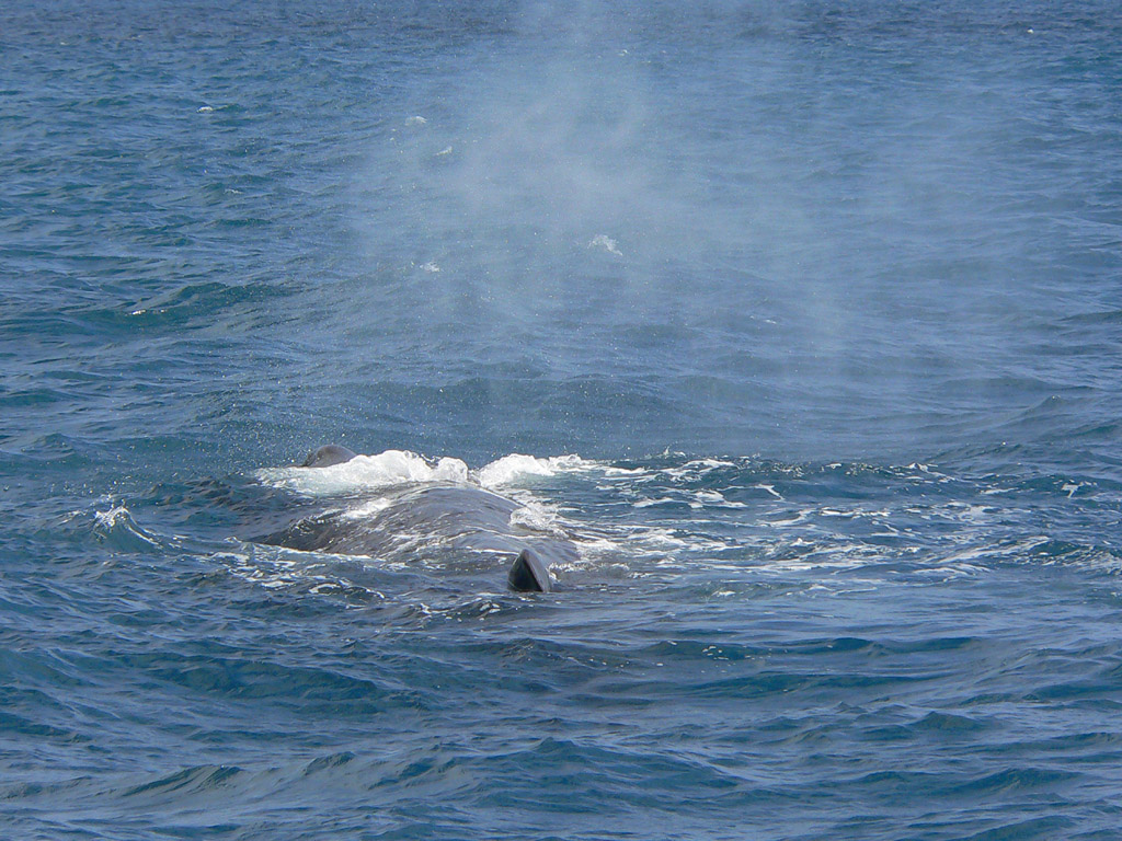 Novy Zeland - pozorovani velryb